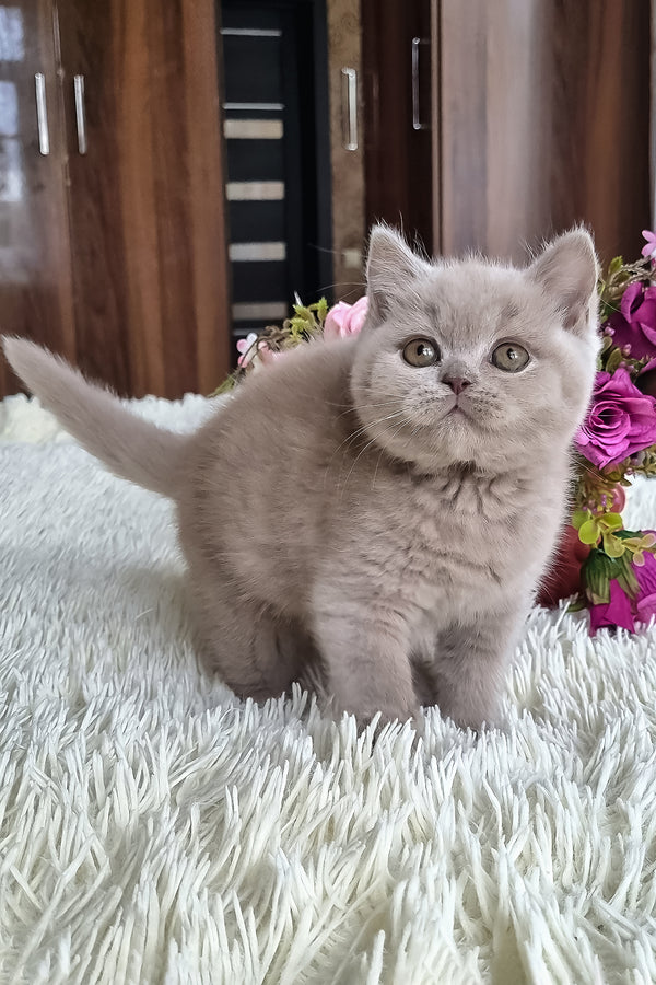 Marcus | British Shorthair Kitten