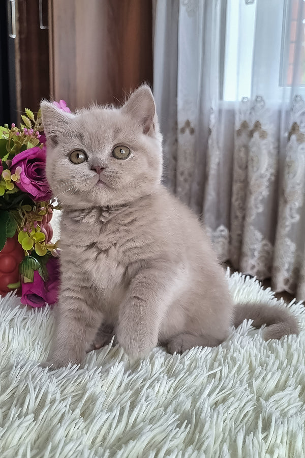 Marcus | British Shorthair Kitten