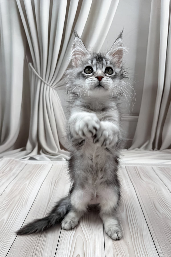 Margo | Maine Coon Kitten