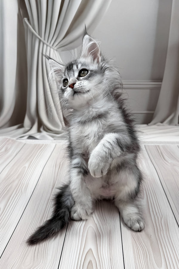 Margo | Maine Coon Kitten