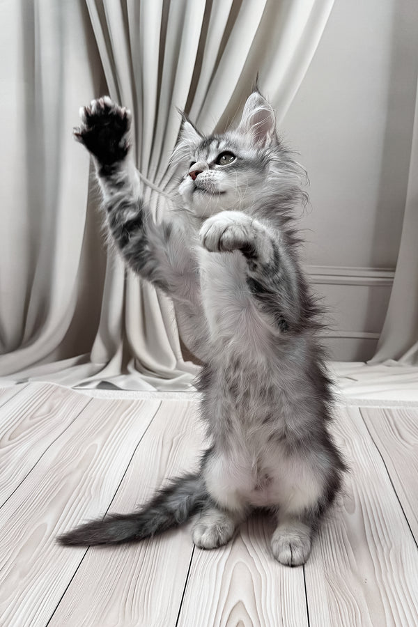 Margo | Maine Coon Kitten