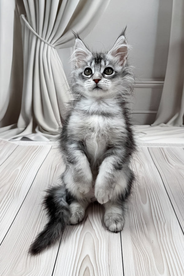 Margo | Maine Coon Kitten