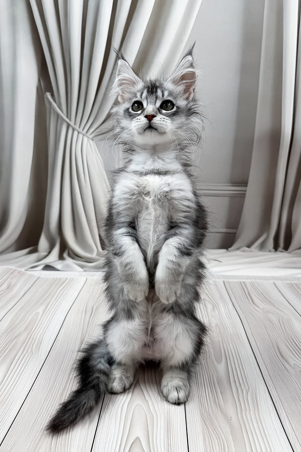 Margo | Maine Coon Kitten