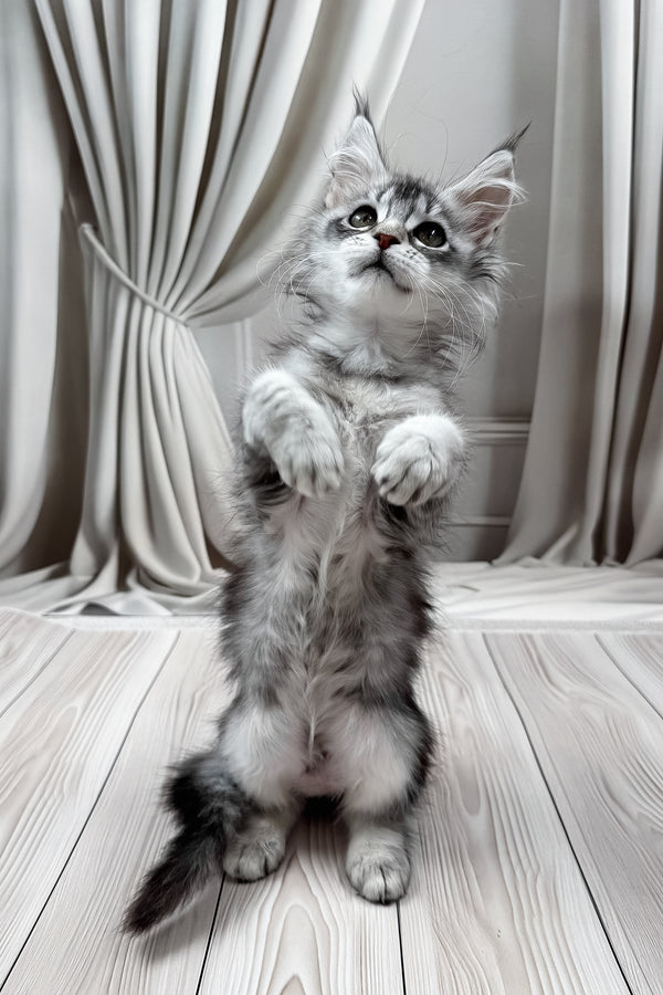 Margo | Maine Coon Kitten