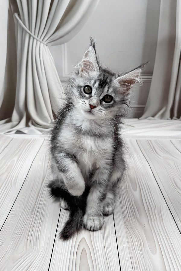Margo | Maine Coon Kitten