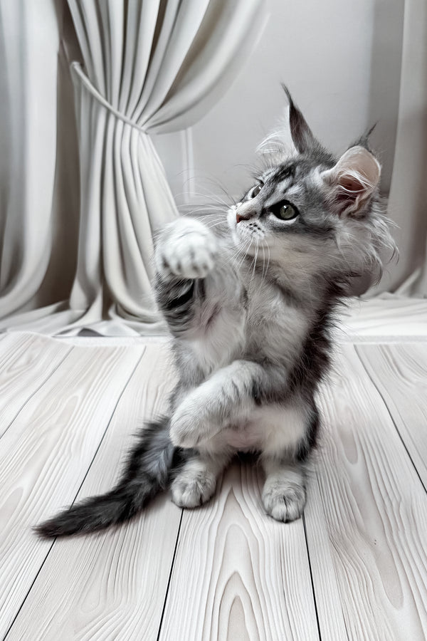 Margo | Maine Coon Kitten