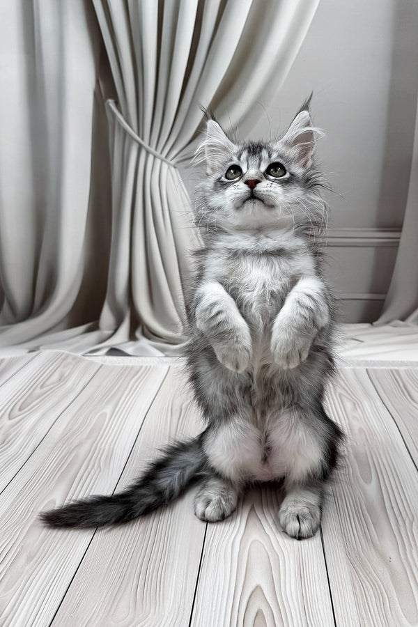 Margo | Maine Coon Kitten