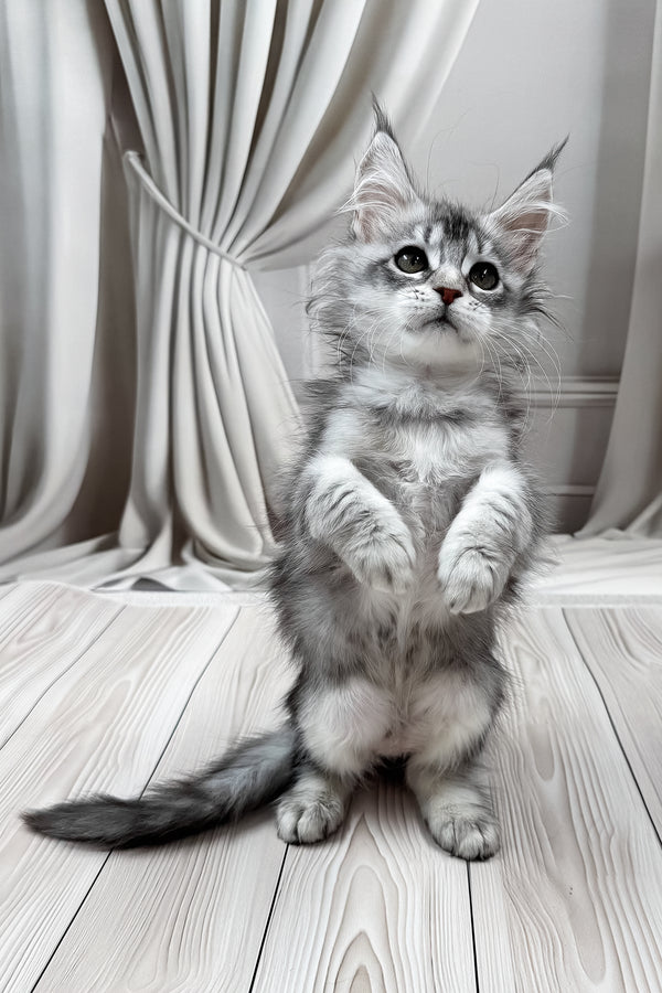 Margo | Maine Coon Kitten