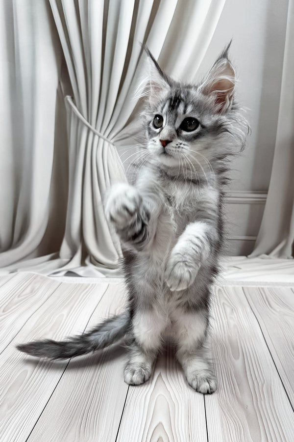 Margo | Maine Coon Kitten