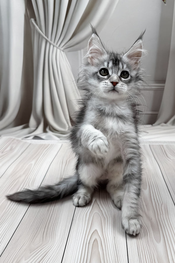 Margo | Maine Coon Kitten