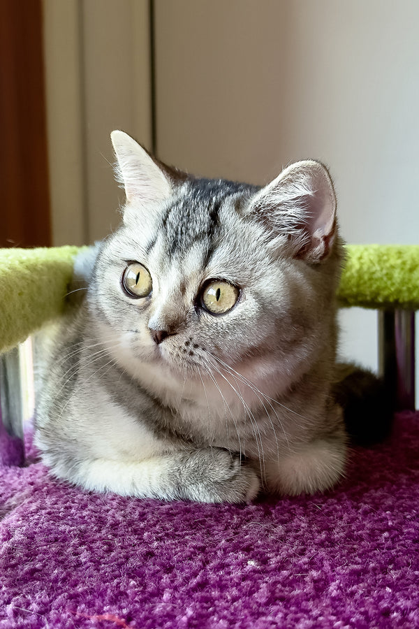 Margo | British Shorthair Kitten