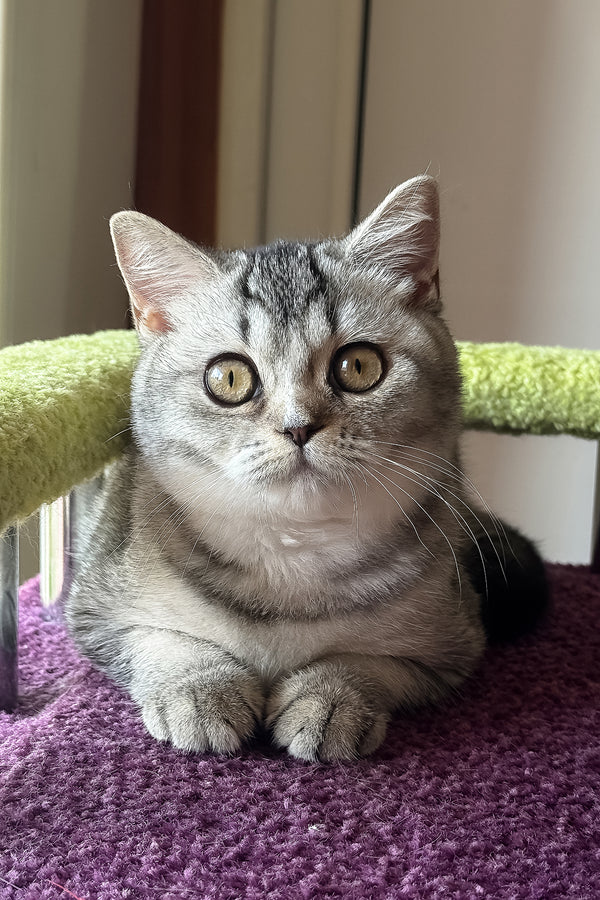 Margo | British Shorthair Kitten