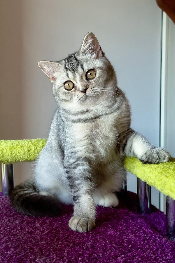 Margo | British Shorthair Kitten
