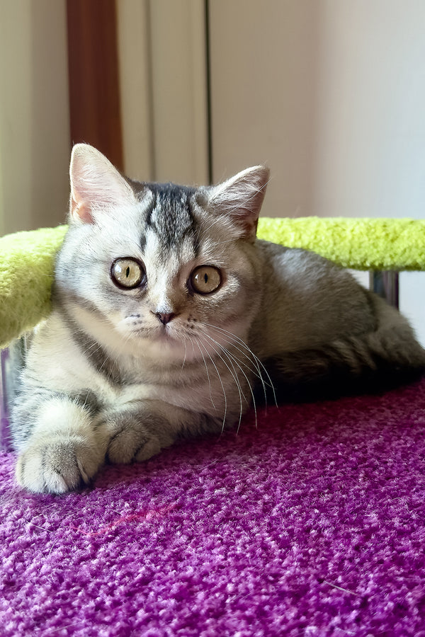 Margo | British Shorthair Kitten