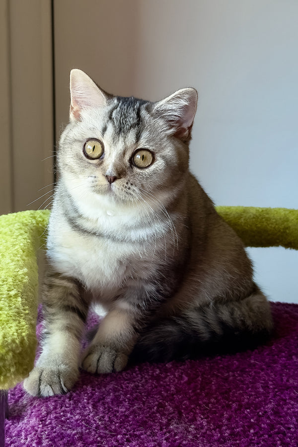 Margo | British Shorthair Kitten