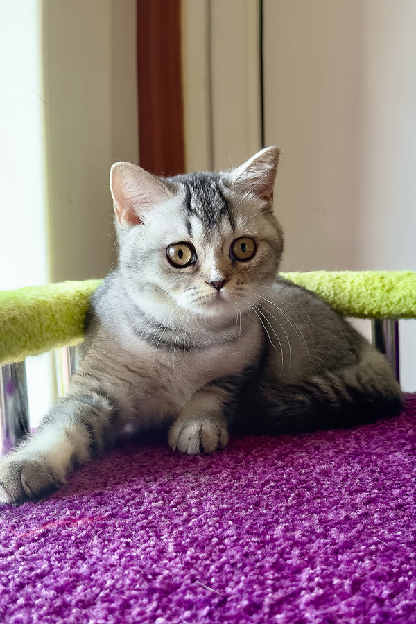 Margo | British Shorthair Kitten