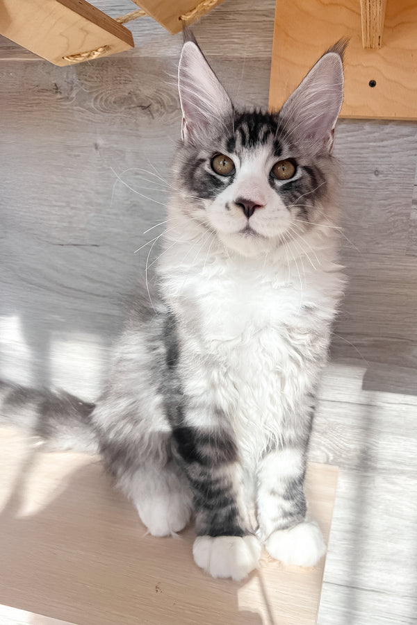 Mario | Maine Coon Kitten