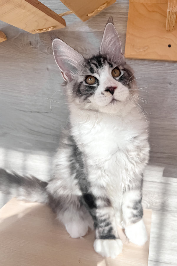 Mario | Maine Coon Kitten