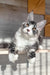 Mario | Maine Coon Kitten