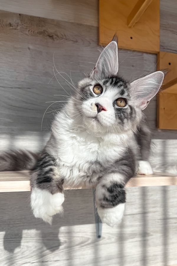Mario | Maine Coon Kitten