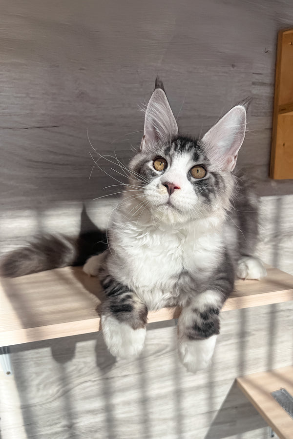 Mario | Maine Coon Kitten