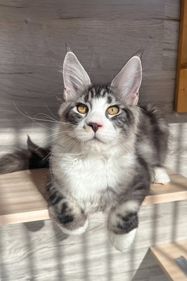 Mario | Maine Coon Kitten