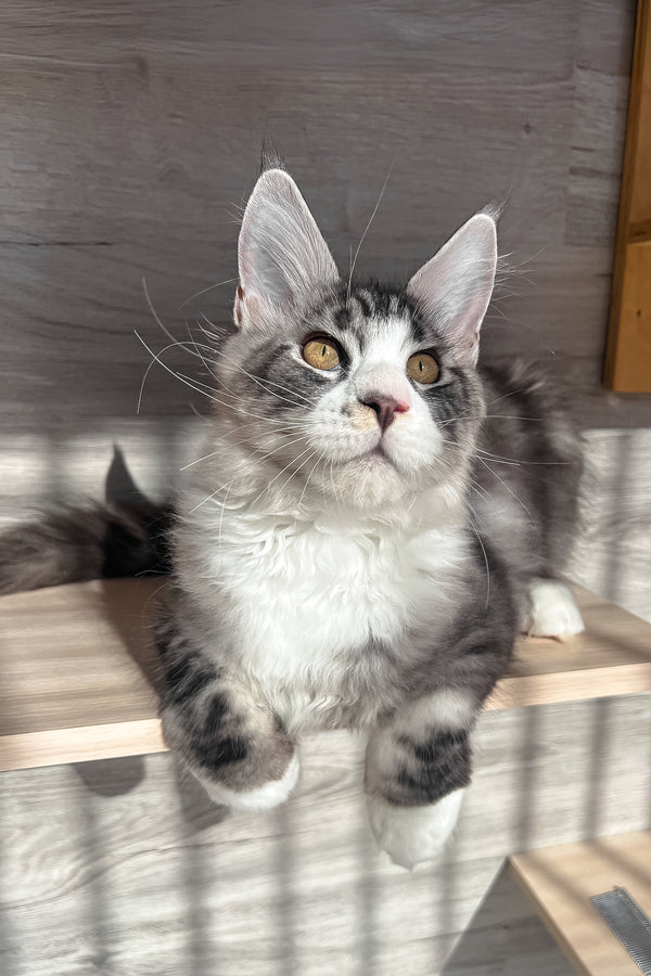Mario | Maine Coon Kitten