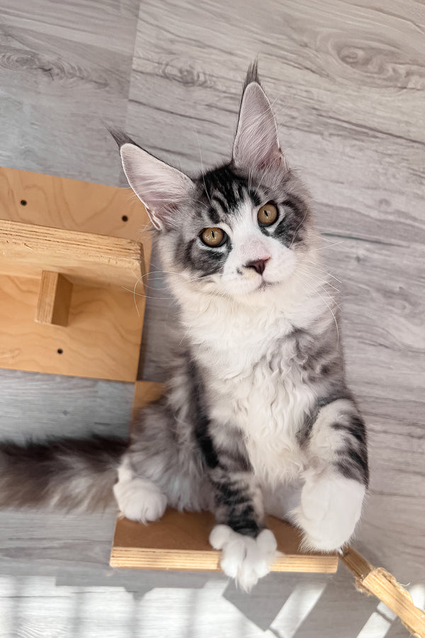 Mario | Maine Coon Kitten