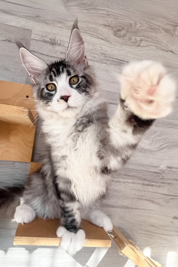 Mario | Maine Coon Kitten