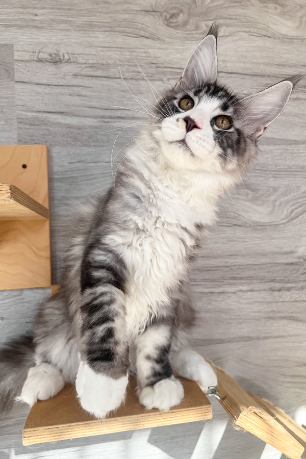 Mario | Maine Coon Kitten