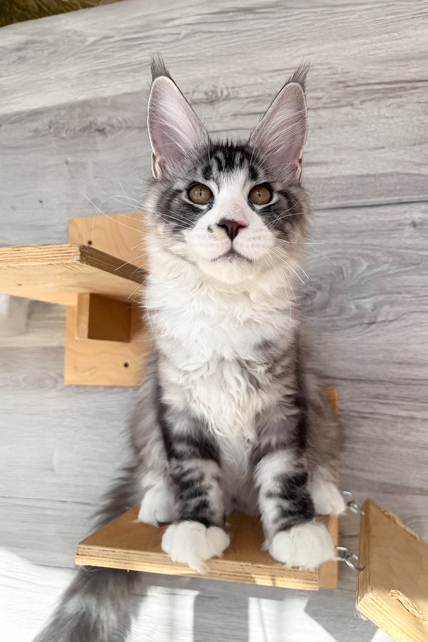 Mario | Maine Coon Kitten