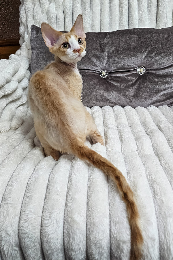 Mars | Devon Rex Kitten