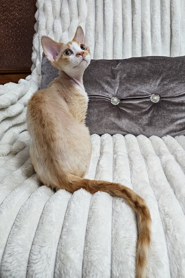 Mars | Devon Rex Kitten