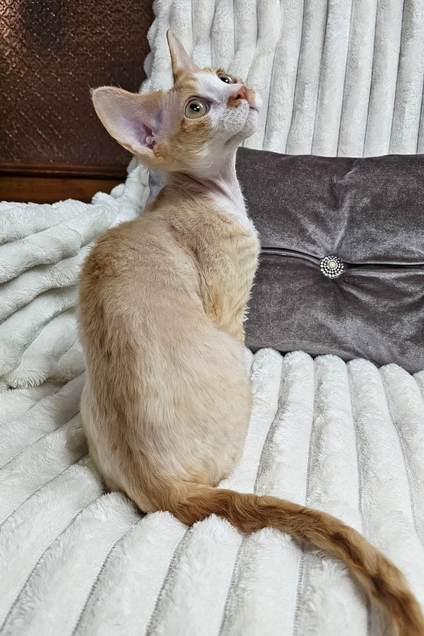 Mars | Devon Rex Kitten