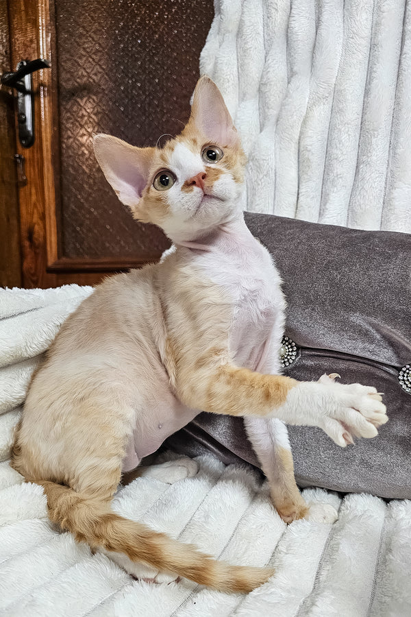 Mars | Devon Rex Kitten