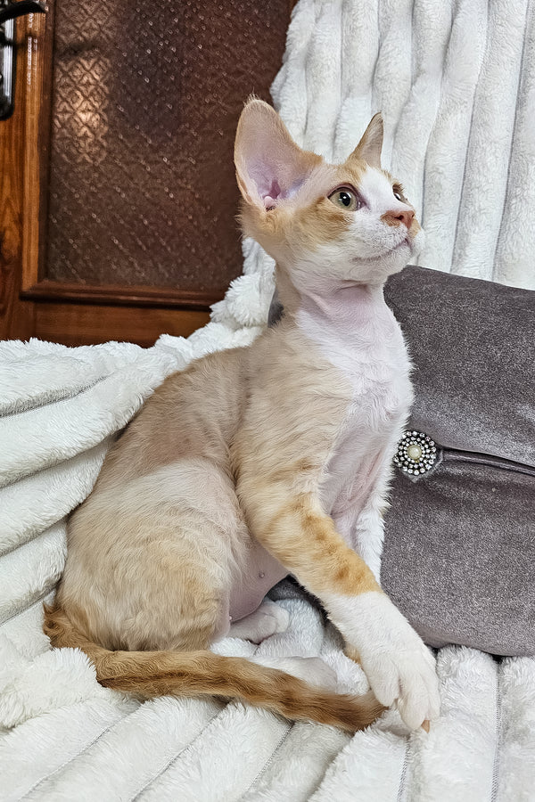 Mars | Devon Rex Kitten