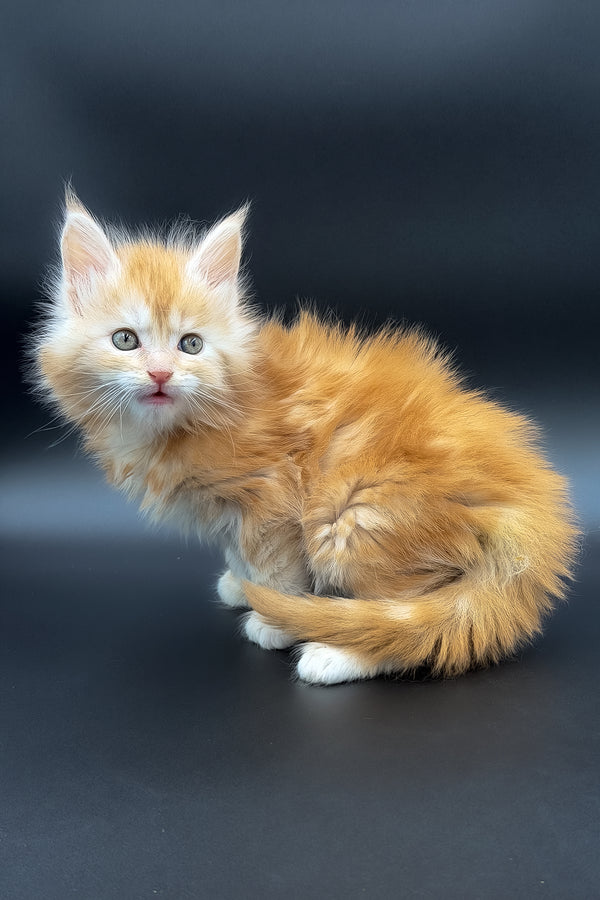 Mart | Maine Coon Kitten