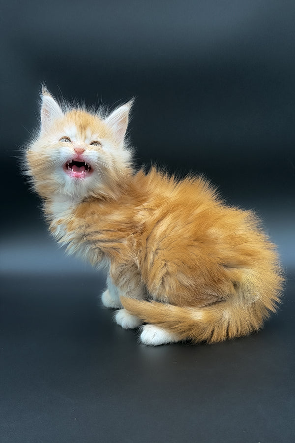 Mart | Maine Coon Kitten