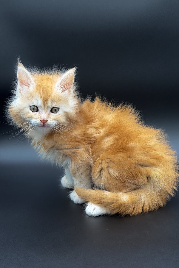 Mart | Maine Coon Kitten