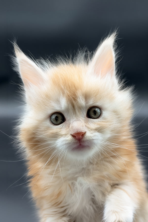 Mart | Maine Coon Kitten