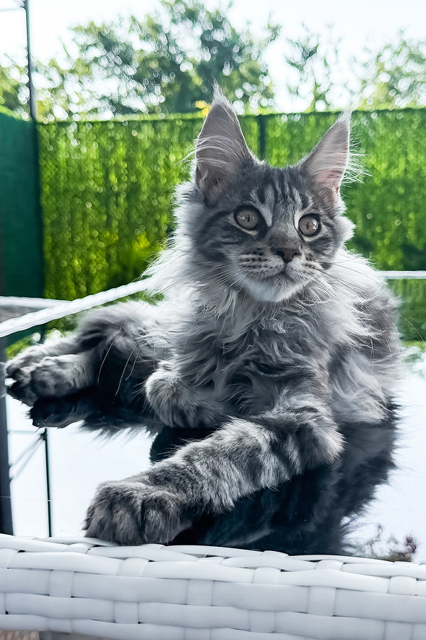 Marvel | Maine Coon Kitten