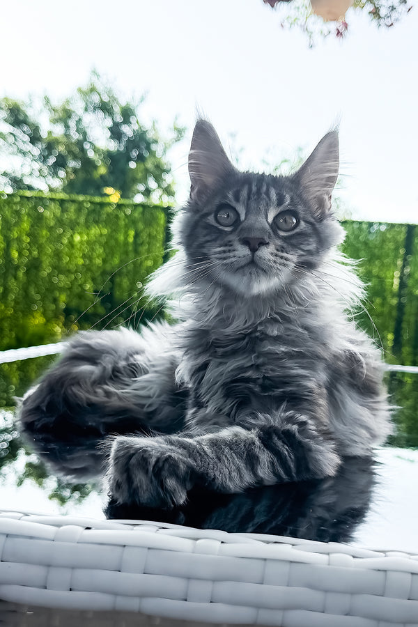 Marvel | Maine Coon Kitten
