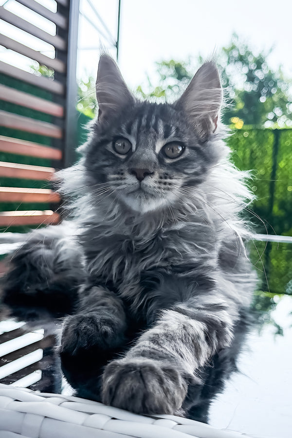 Marvel | Maine Coon Kitten