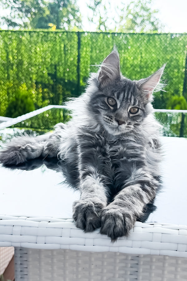 Marvel | Maine Coon Kitten