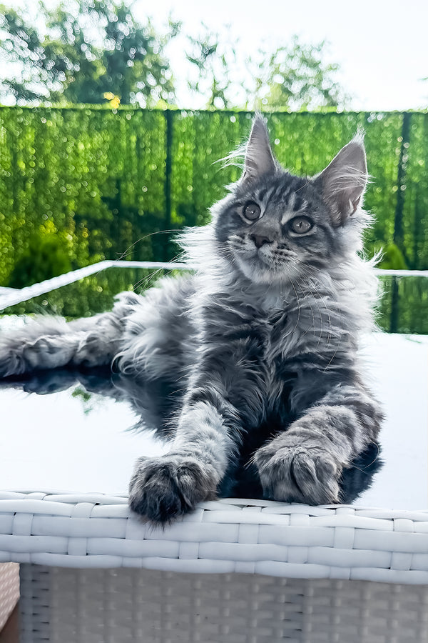 Marvel | Maine Coon Kitten