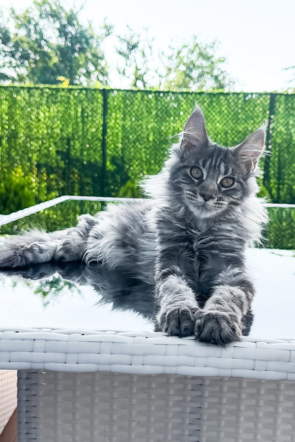 Marvel | Maine Coon Kitten