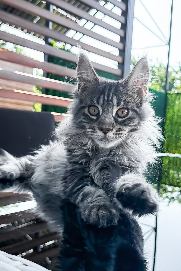Marvel | Maine Coon Kitten