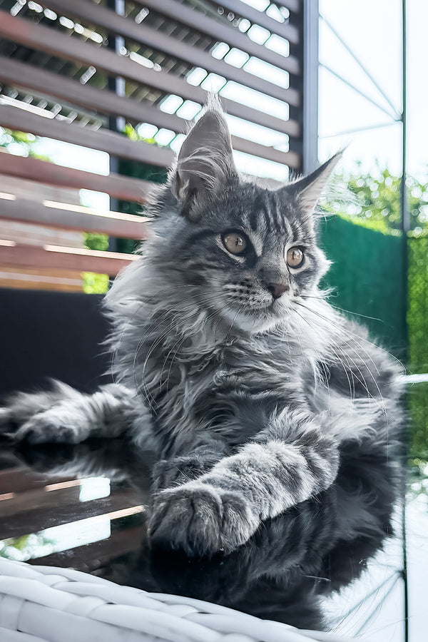 Marvel | Maine Coon Kitten