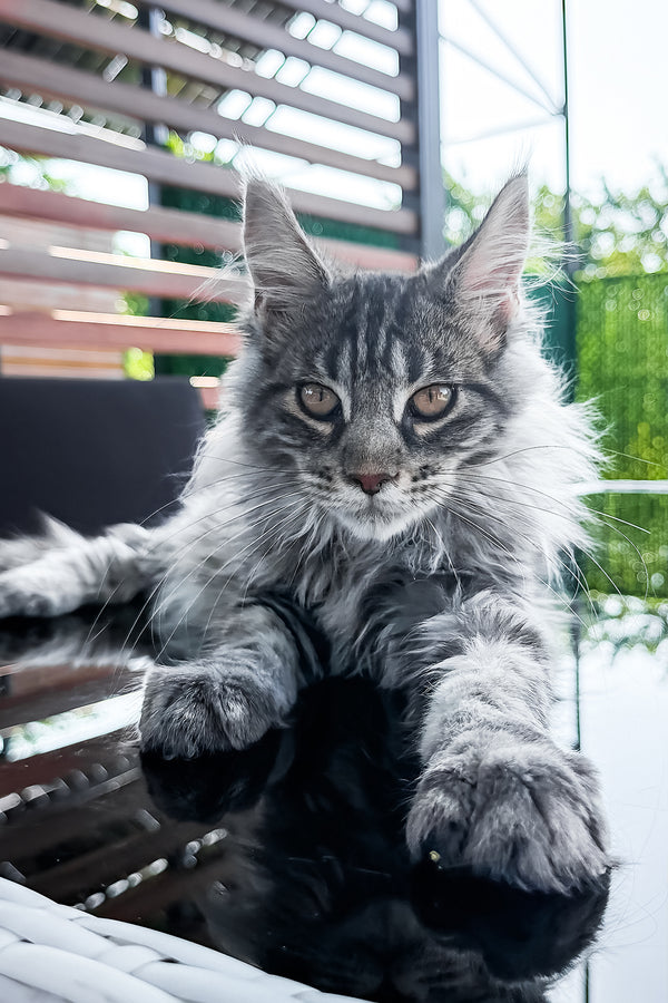 Marvel | Maine Coon Kitten