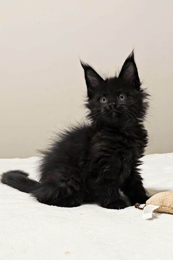 Maserati | Polydactyl Maine Coon Kitten